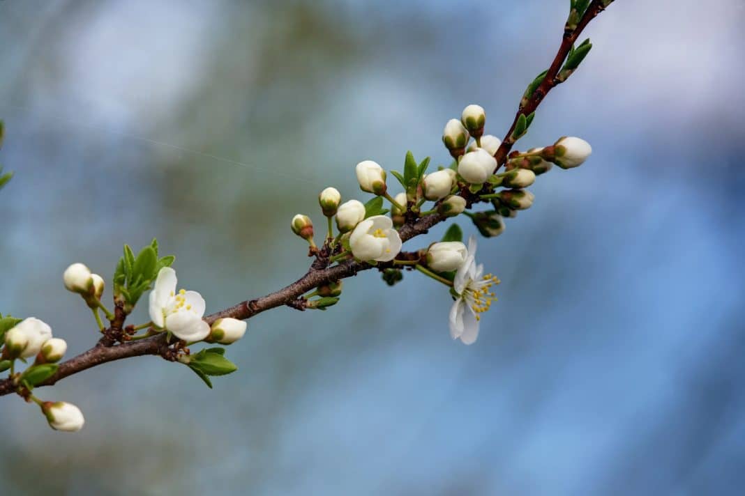kwitnące drzewa w kwietniu