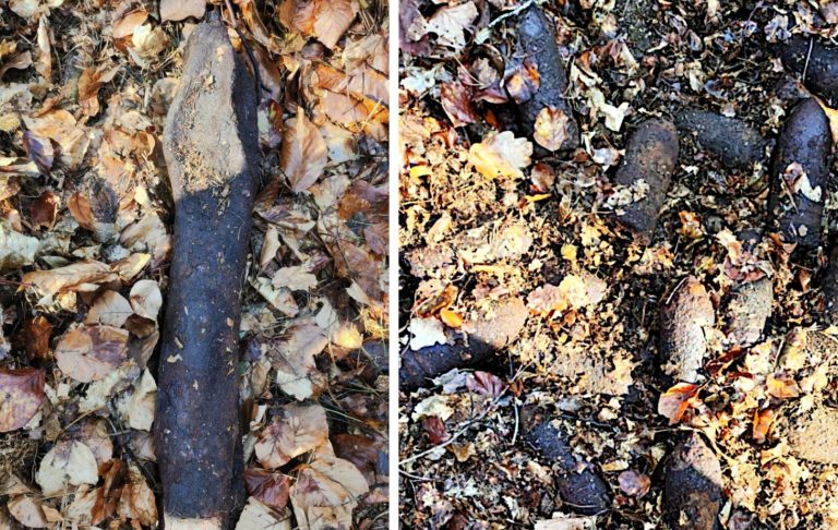 Pociski znalezione w lesie.