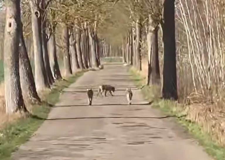wilki przechadzają się po drodze
