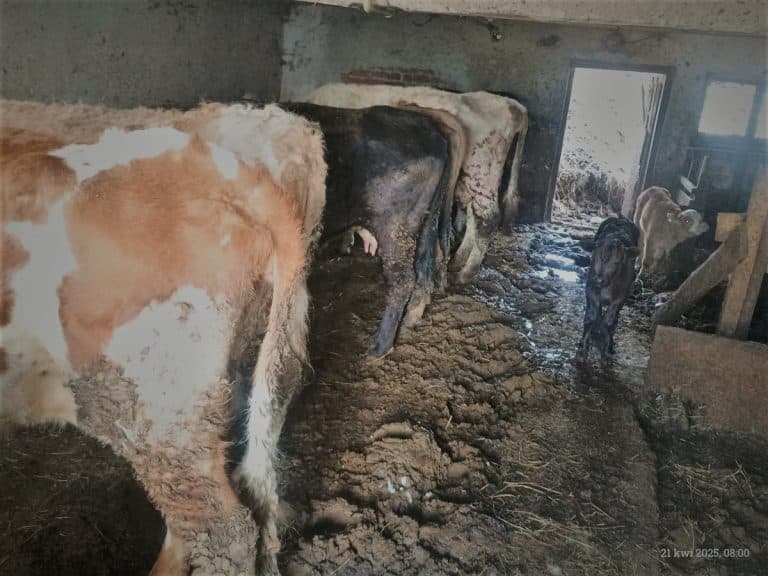bydło w fatalnych warunkach