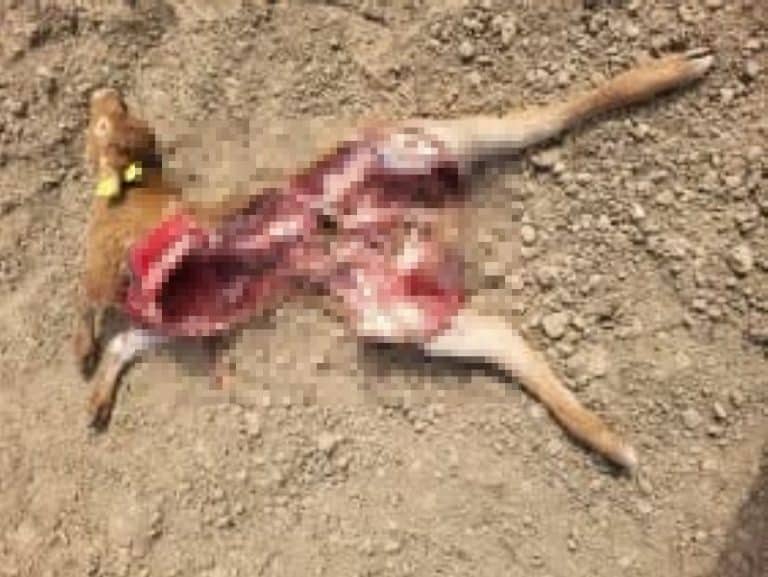 wilki zagryzły cielęta