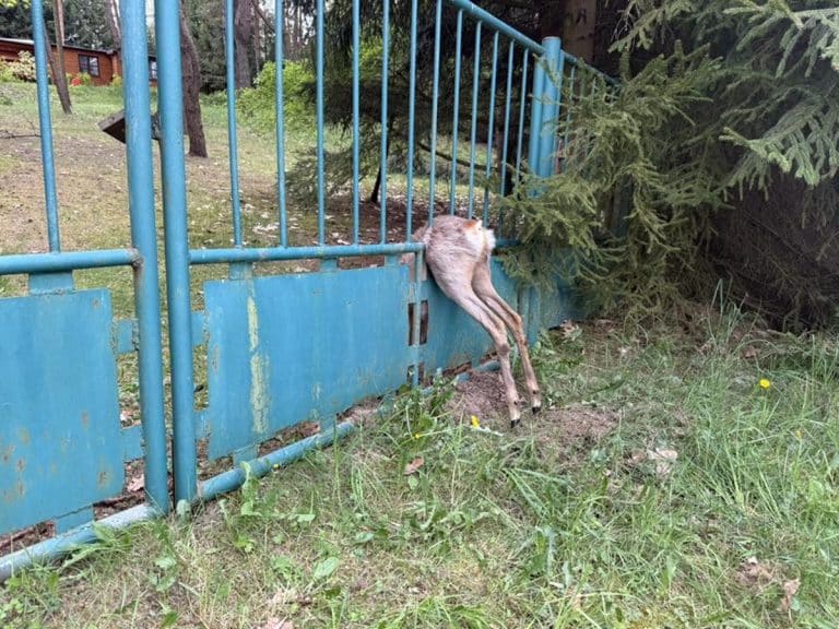 sarna utknęła w płocie