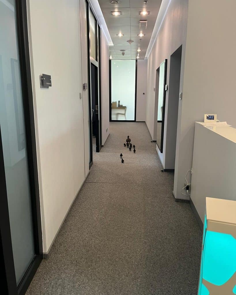 Do Galerii Warmińskiej niespodziewanie zawitała… kaczka z licznym potomstwem. - Kacza rodzinka spacerowała po Galerii Warmińskiej