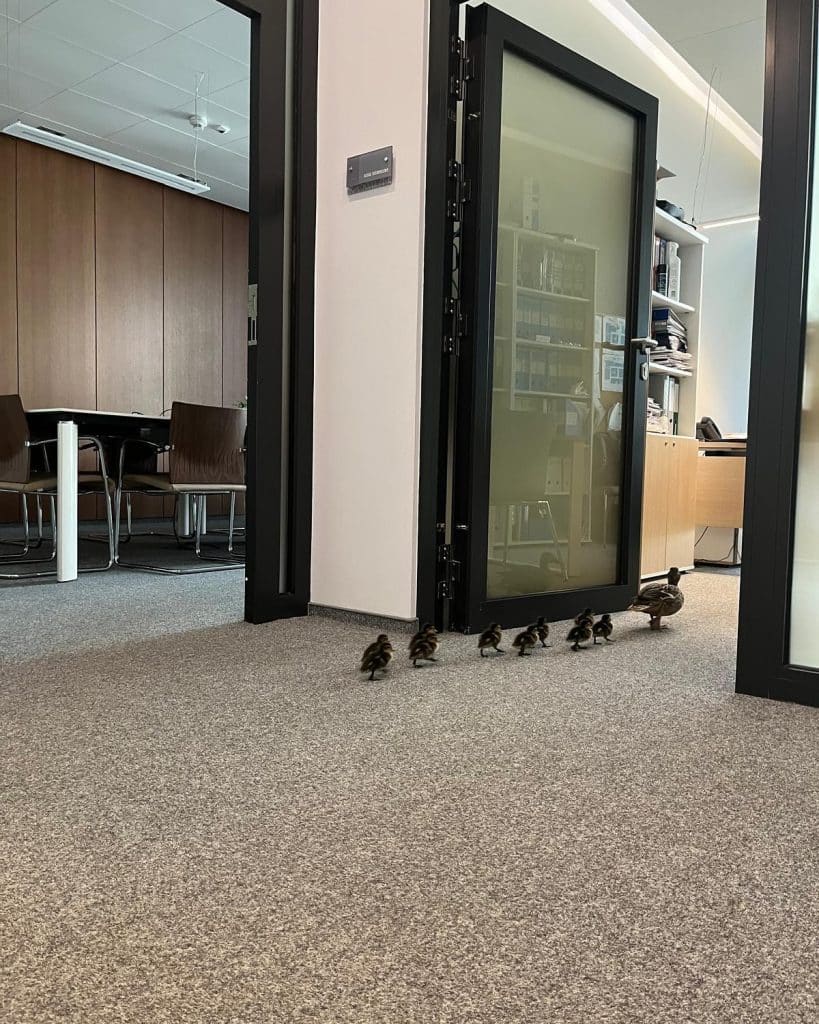 Do Galerii Warmińskiej niespodziewanie zawitała… kaczka z licznym potomstwem. - Kacza rodzinka spacerowała po Galerii Warmińskiej