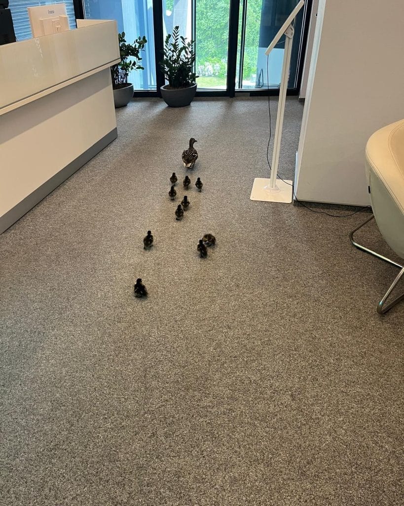 Do Galerii Warmińskiej niespodziewanie zawitała… kaczka z licznym potomstwem. - Kacza rodzinka spacerowała po Galerii Warmińskiej