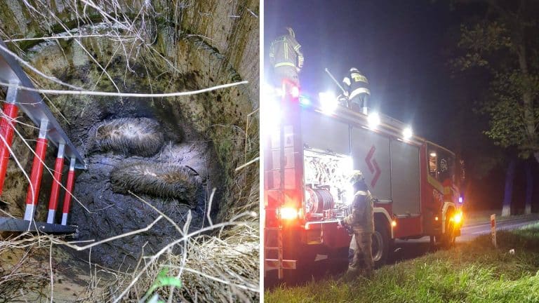 borsuki w studzience