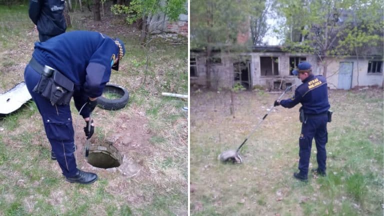 strażnik ratuje borsuka