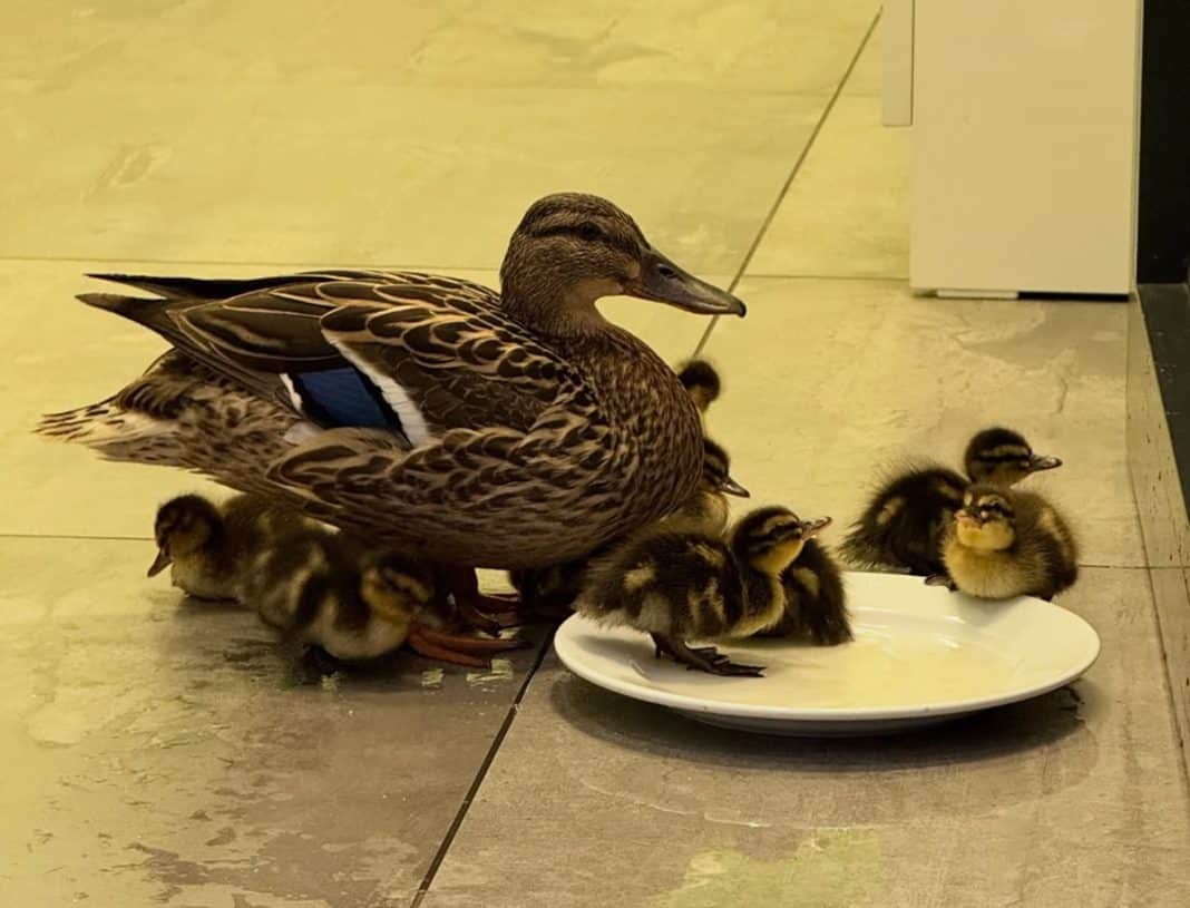 kaczki galeria warminska