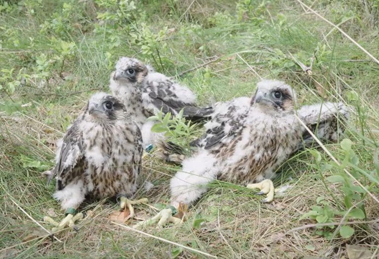 trzy młode sokoły wędrowne