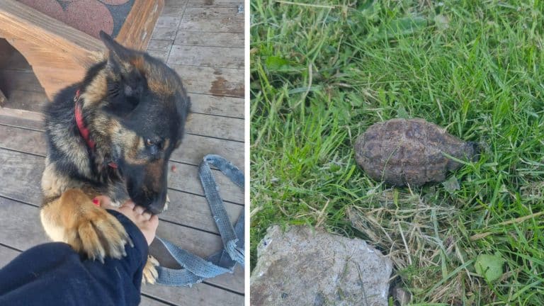 pies moli i jej znalezisko