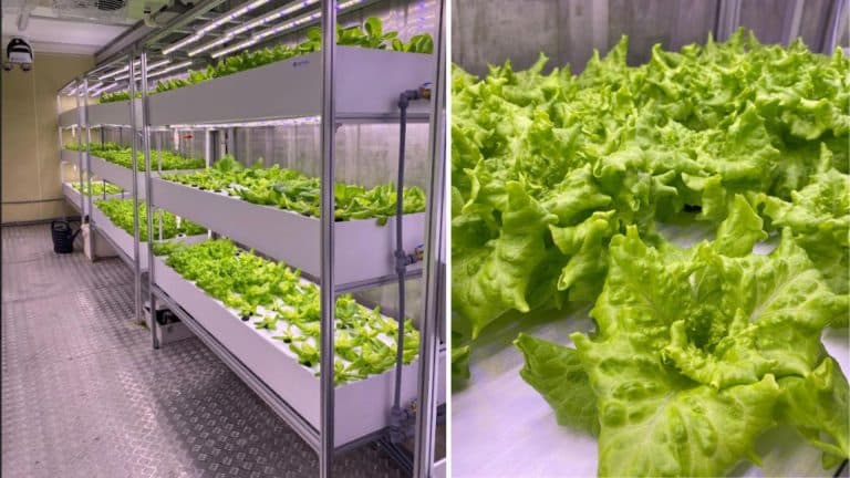 pierwszy zbi&oacute;r sałaty