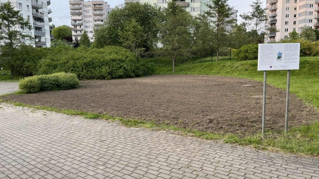 łąka kwietna w ogrodzie jordanowskim w olsztynie