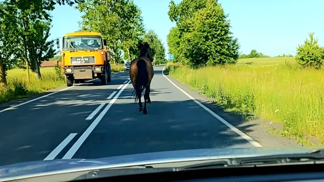 koń na drodze