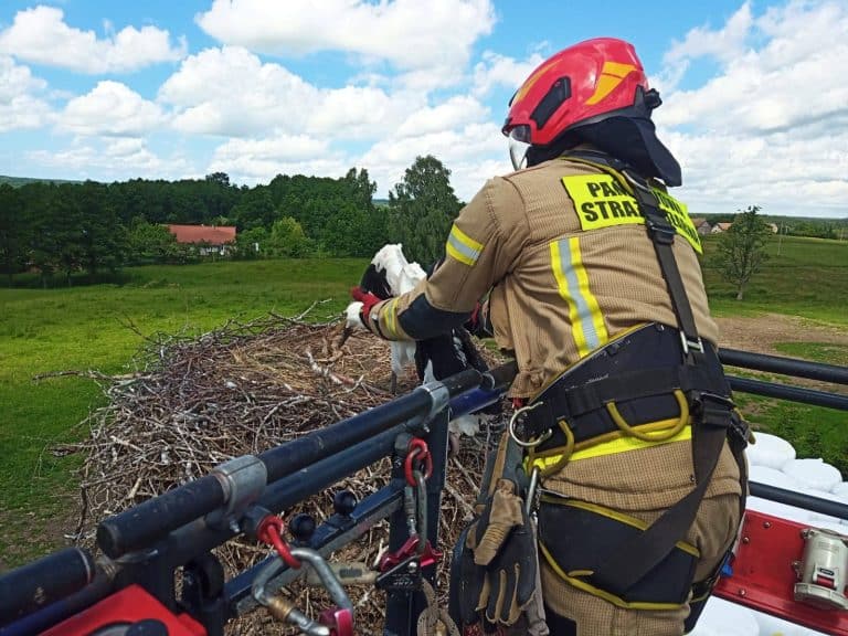 strażak pomaga bocianowi
