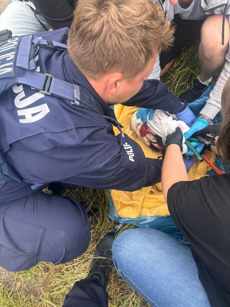 Bociany potrzebowały pomocy. - Wzruszająca walka o bociany. Jeden wypadł z gniazda, drugi został potrącony na drodze