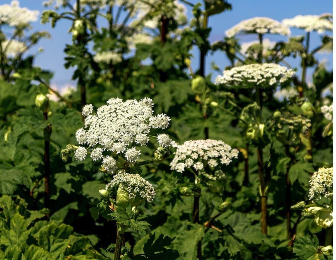 Barszcz Sosnowskiego