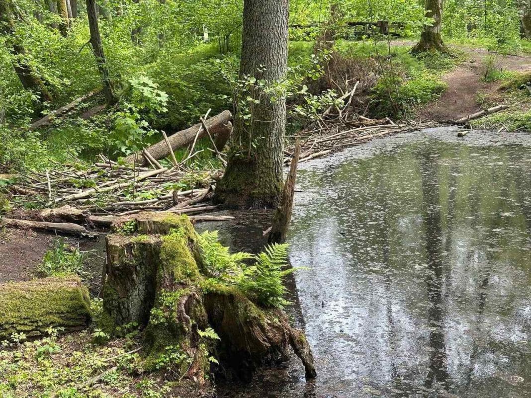 bobry zablokowały szlak