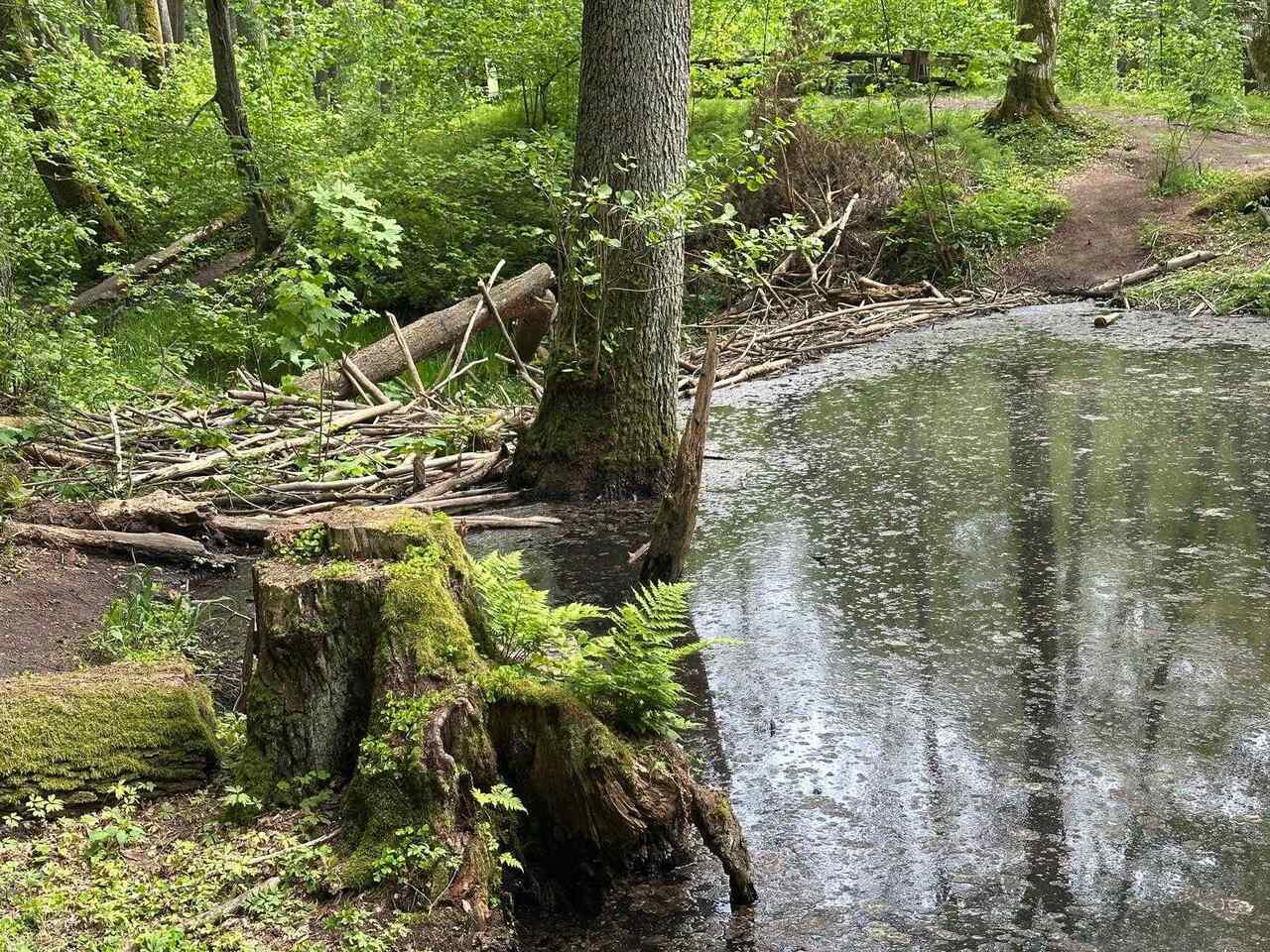 Zawieszono tablicę informującą o zakazie wstępu. Zawieszono tablicę informującą o zakazie wstępu. - Popularny szlak do źródeł Łyny na Warmii i Mazurach zamknięty. To wina bobrów