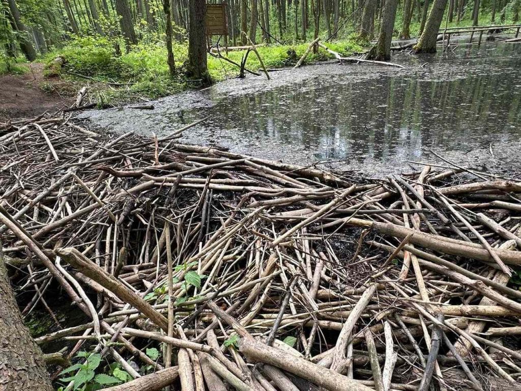 Konstrukcja zbudowana przez bobry