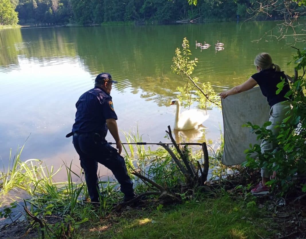 na ratunek uwięzionemu łabędziowi