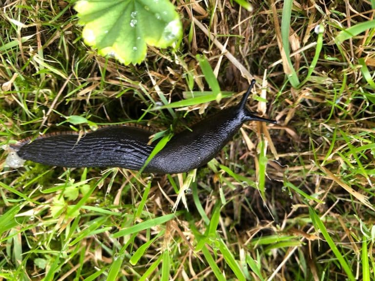 pomr&oacute;w wielki