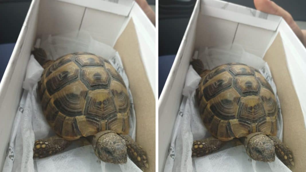 znaleziono żółwia w Olsztynie