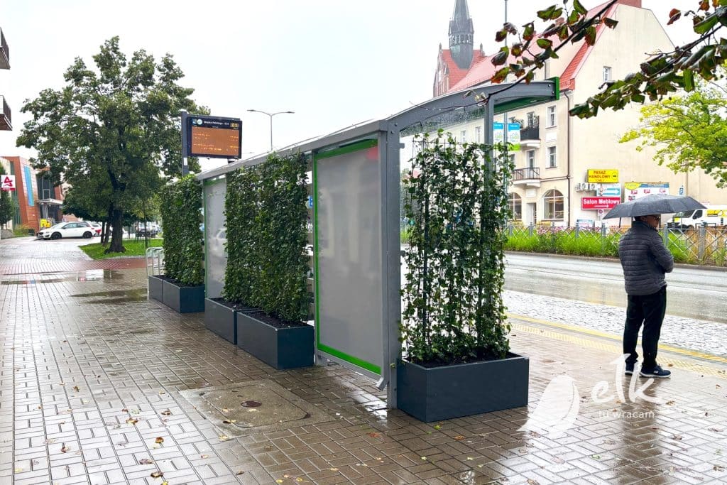 Zielone przystanki. Czy to dobry pomysł? - Będzie bluszcz na przystankach. Ten pomysł rozwiązuje kilka problemów naraz