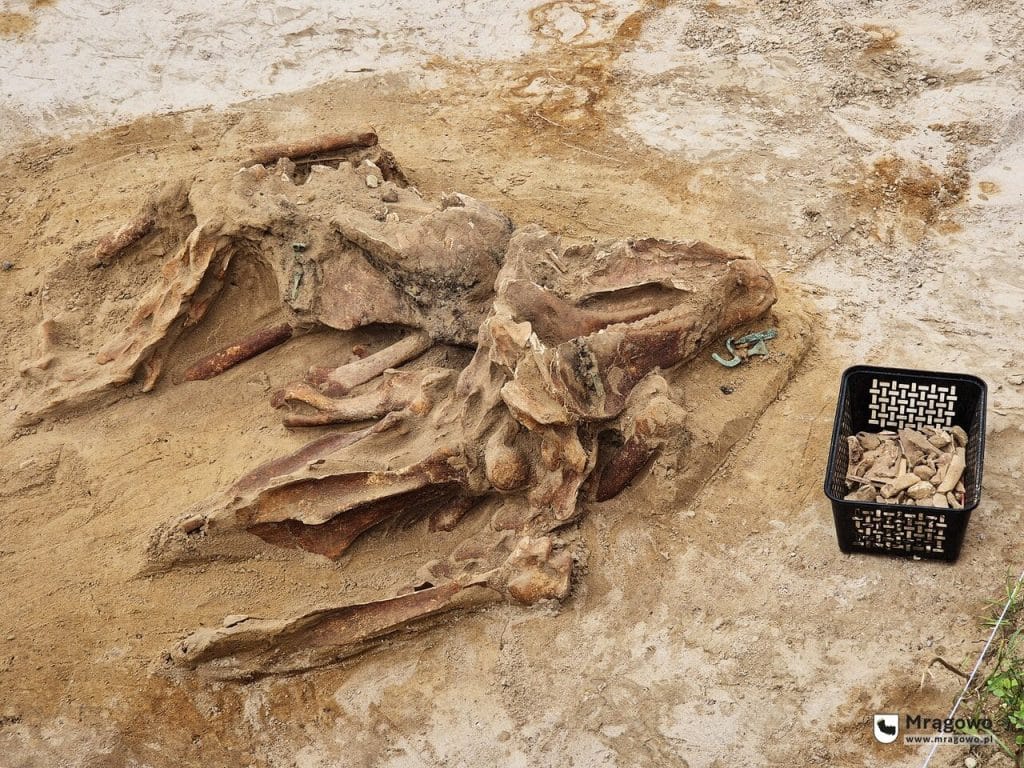 Specjaliści odkopali końskie szkielety. - Tajemnicze znalezisko na Mazurach. Odkryto wielkie cmentarzysko koni