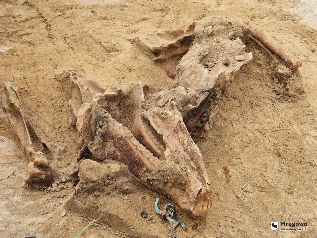 Specjaliści odkopali końskie szkielety. - Tajemnicze znalezisko na Mazurach. Odkryto wielkie cmentarzysko koni