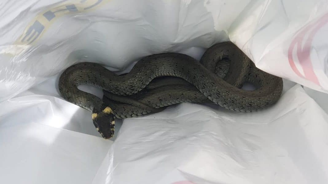 zaskroniec w mieszkaniu