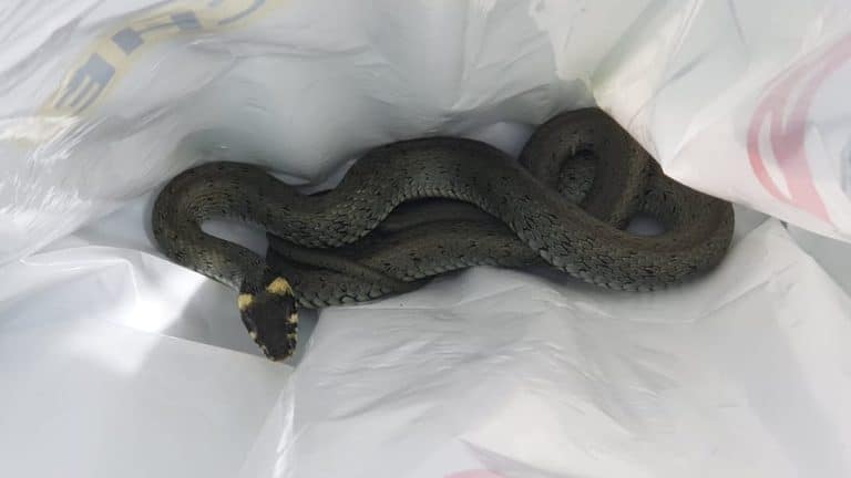 zaskroniec w mieszkaniu