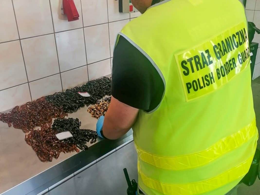 rosjanie chcieli przemysić bursztyn