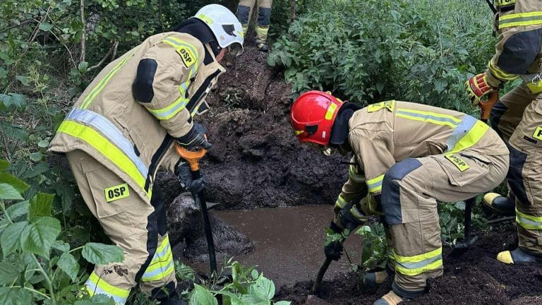 łoś uwięziony w bagnie