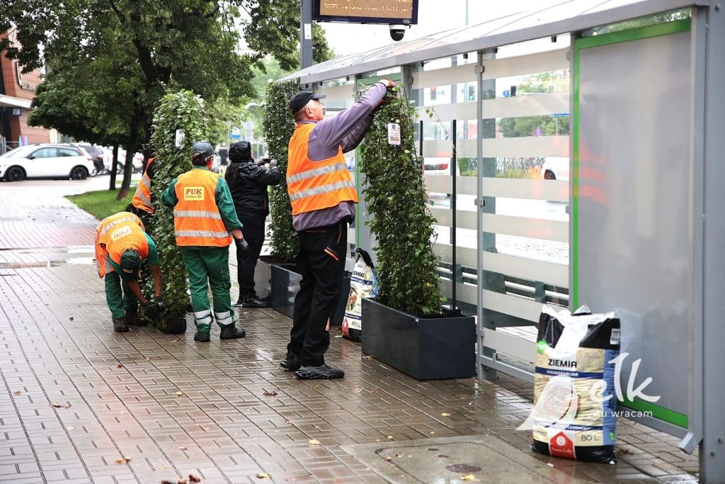 Zielone przystanki. Czy to dobry pomysł? - Będzie bluszcz na przystankach. Ten pomysł rozwiązuje kilka problemów naraz