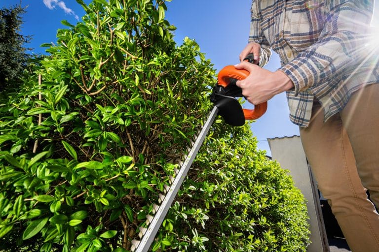 Przycinanie krzewów ozdobnych