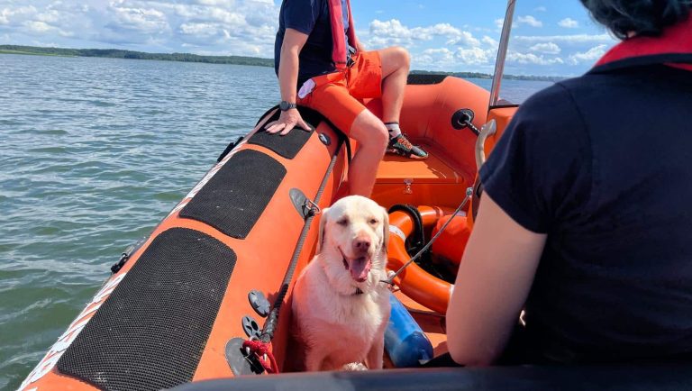 Balto- pies ratownik wodny