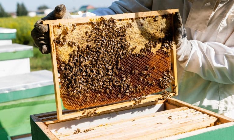 pszczelarz wyjmuje klaster miodu