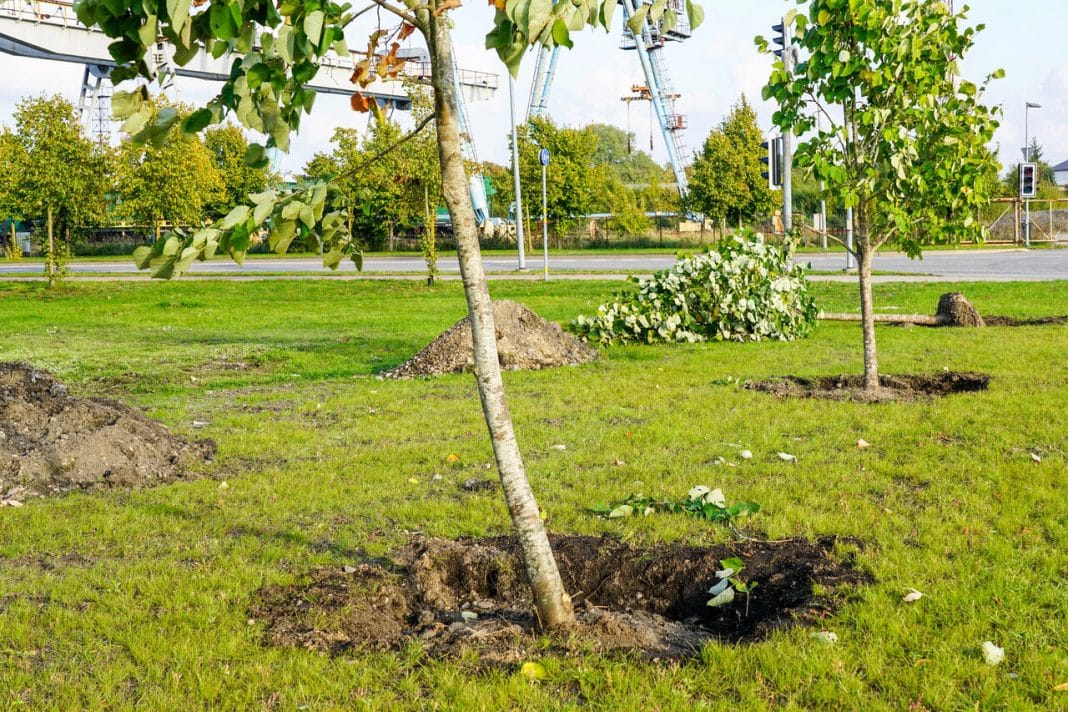 nasadzenia nowych drzew w mieście