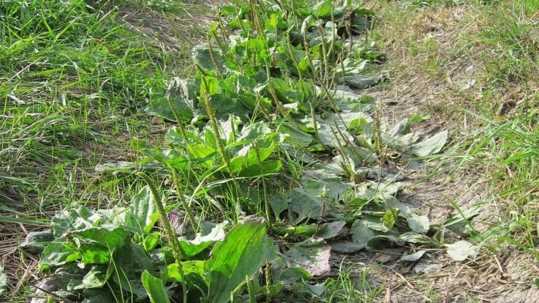 Dlaczego nic nie działa na chwasty? 5 błędów, które popełnia większość ogrodników