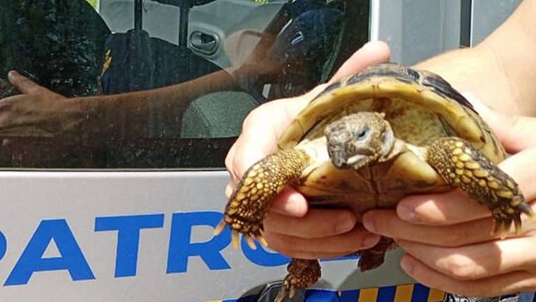 ż&oacute;łw uciekł mieszkańcom Olsztyna