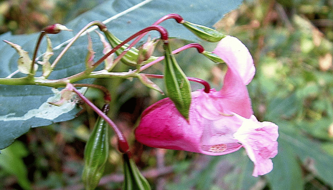 usuwanie inwazyjnego niecierpka