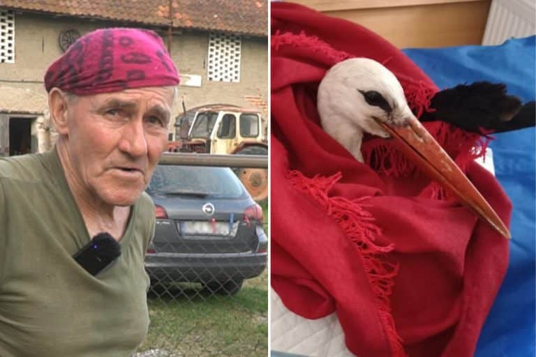 ludzie pomagają bocianom