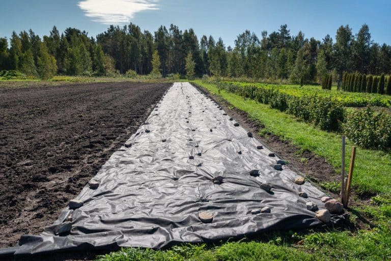 agrowłóknina na polu