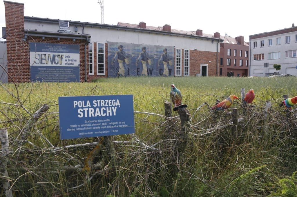 Pole w centrum miasta stało się miejscem spotkań. - Niezwykły projekt MOK. Zasiali zboże w centrum Olsztyna, zebrali plony i upiekli chleb