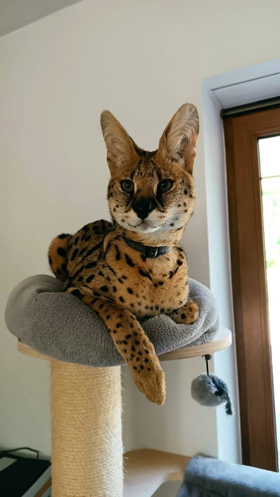 Przygody egzotycznego kota na Warmii. - Zaginiony serwal wrócił do domu. Na wolności nie próżnował