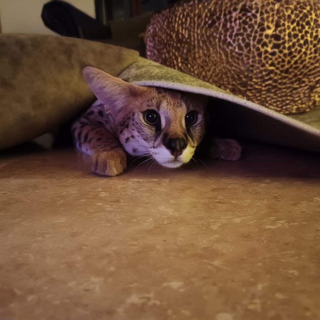 Przygody egzotycznego kota na Warmii. - Zaginiony serwal wrócił do domu. Na wolności nie próżnował