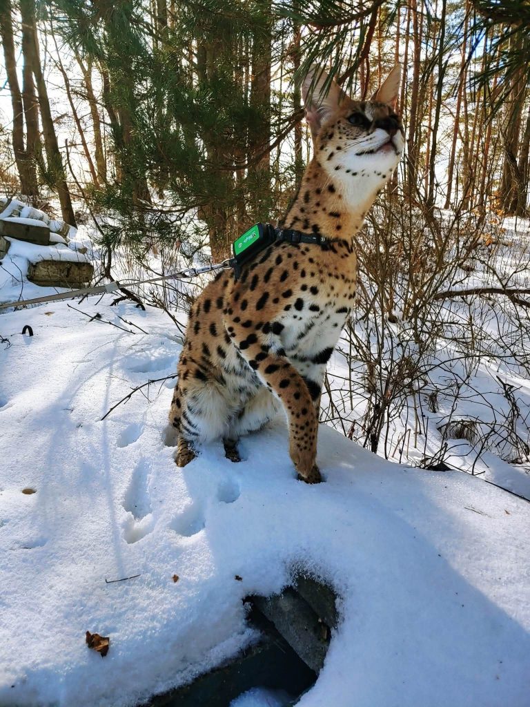 Przygody egzotycznego kota na Warmii. - Zaginiony serwal wrócił do domu. Na wolności nie próżnował