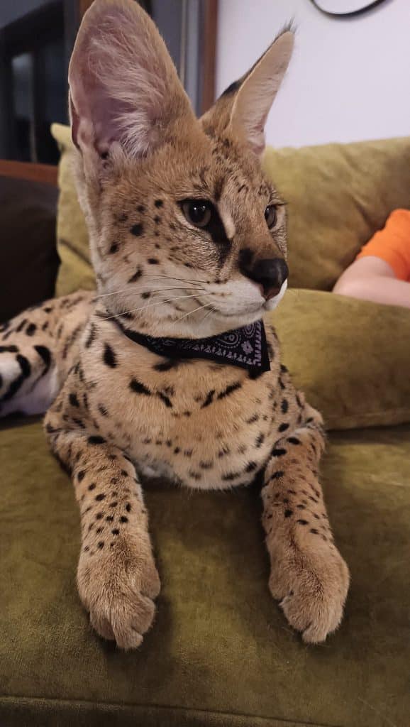 Uciekł spod Olsztyna. - Zaginął egzotyczny drapieżnik. Trwa akcja poszukiwawcza wielkiego kota