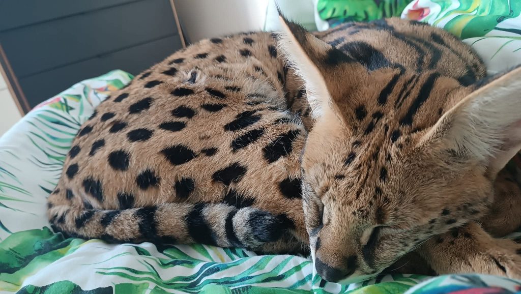 Przygody egzotycznego kota na Warmii. - Zaginiony serwal wrócił do domu. Na wolności nie próżnował