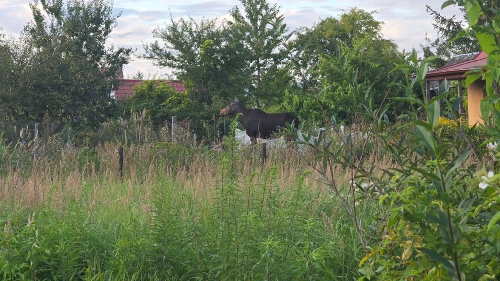 Łoś urządził sobie spacer po ogródkach i narobił sporo zamieszania. - Gość z lasu wpadł na grilla. Łoś odwiedził ogródki działkowe
